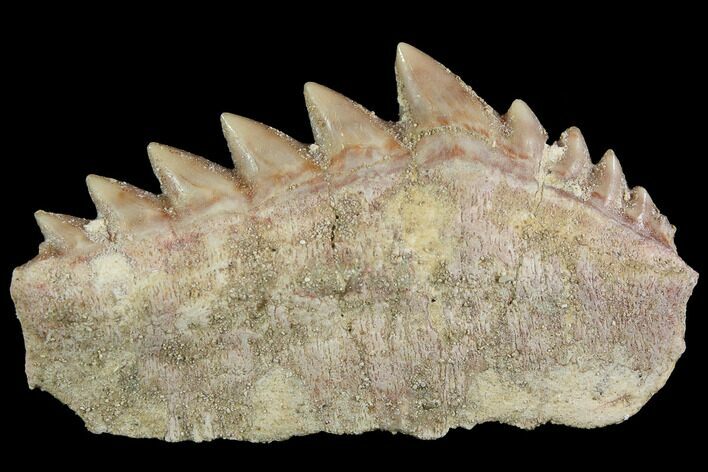 Fossil Cow Shark (Hexanchus) Tooth - Morocco #92620